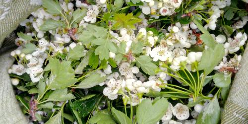 Sortie découverte des plantes sauvages et médicinales