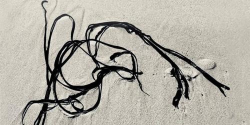 Echanges et lectures autour de « Empreintes » de Isabelle Cachera