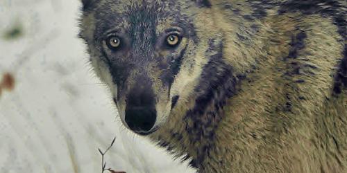 Sortie journée ''Pistage & découverte du Loup''