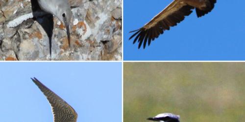 Sortie Ornithologique journée