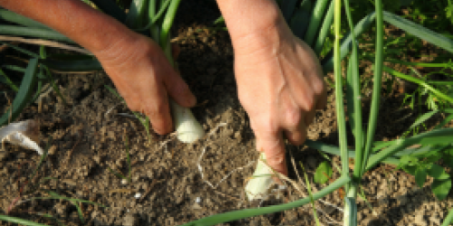 De Ferme en Ferme - Quintet condiments biologiques