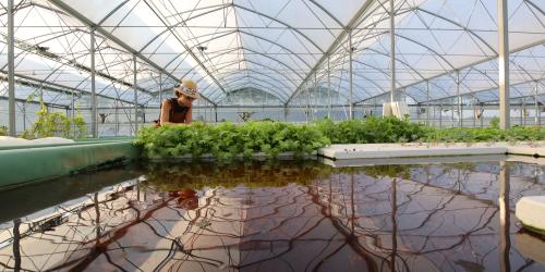 Journée portes ouvertes d'une ferme aquaponique