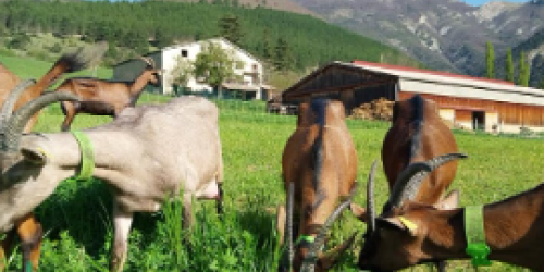 De Ferme en Ferme - La Ferme de La Tournelle