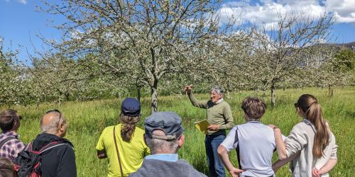 Visite commentée du verger conservatoire en fleurs