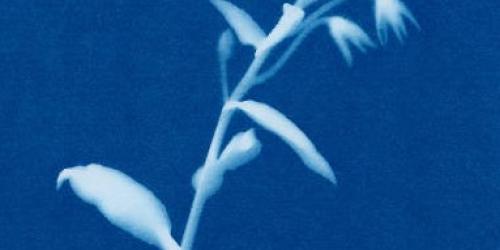 Atelier initiation au cyanotype