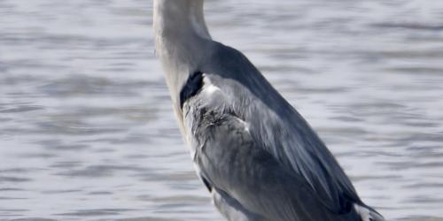 Conférence : A la découverte du héron cendré et du martin-pêcheur