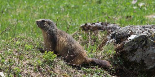 Traces et indices de la faune de montagne