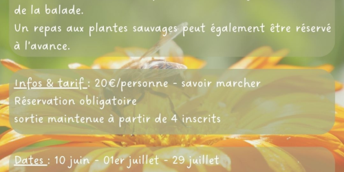 Balade plantes comestibles - sortie nature Zecamp
