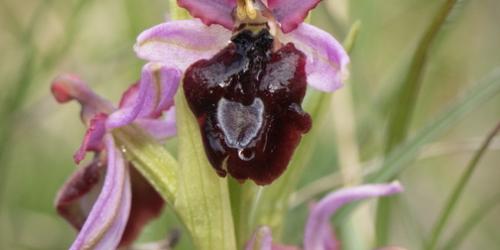 A la découverte des orchidées des Monts du Matin
