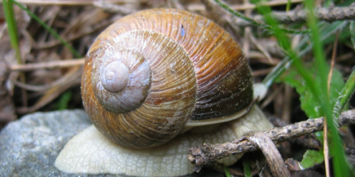 SCEA Escargots du Vercors