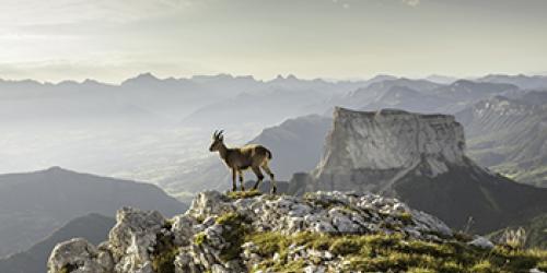 La Réserve naturelle nationale des Hauts-Plateaux du Vercors