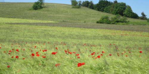 Une agriculture soucieuse de son environnement