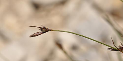 Carex mucronata ©PNRV_Jean Andrieux