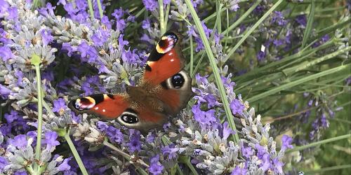 L'atlas de la biodiversité communale