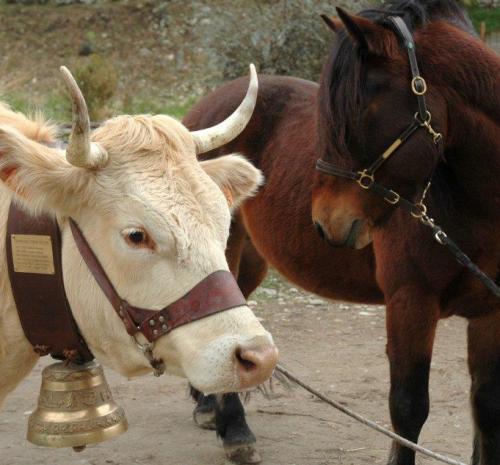 Cheval du Vercors de Barraquand et villarde